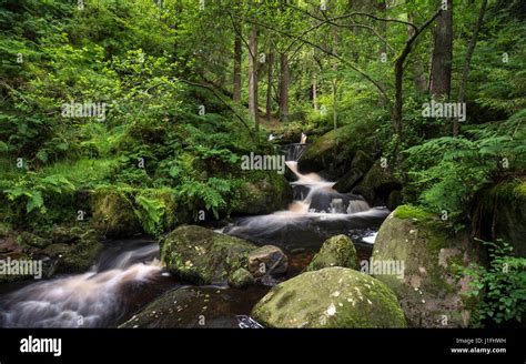 Rocky Stream At Wyming Brook Nature Reserve Sheffield South Yorkshire