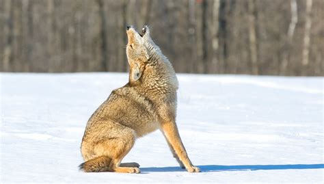 What do Coyotes Sound Like? | Field & Stream
