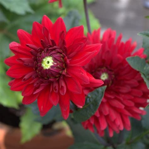 Babylon Red Decorative Dinnerplate Dahlia Bulbs High Country Gardens