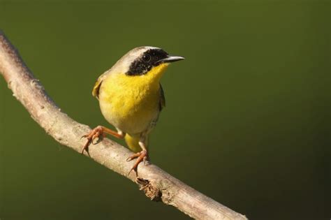 35 Birds With Yellow Breasts Id Photos