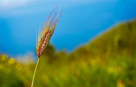 Free Images Landscape Nature Growth Sky Field Meadow Wheat