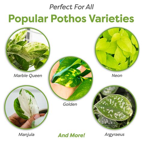 Best Soil for Pothos | Buy Soil for Pothos Plants | Perfect Plants