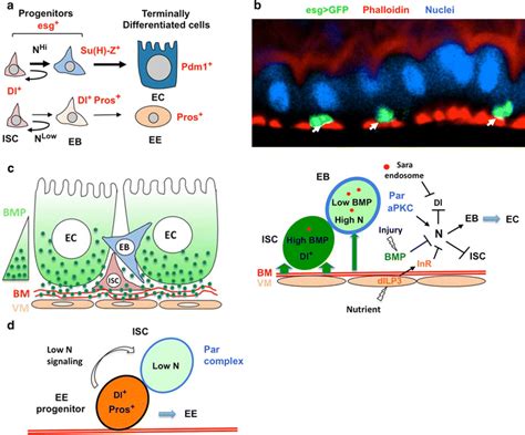 노버트 페리몬 Nobert Perrimon과 해외학회 Revolt Science via heterosis