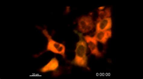 Figures And Data In T Cell Calcium Dynamics Visualized In A Ratiometric