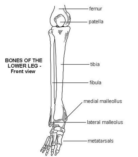 Pictures Of Bones Of The Lower Extremities