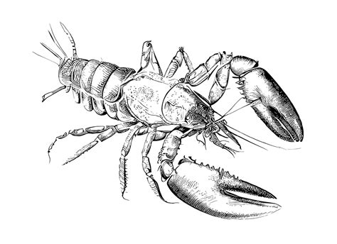 Premium Vector Lobster Sketch Hand Drawn Engraving Style Underwater