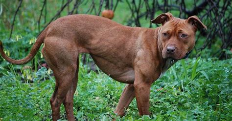 Abbandonano Il Cane In Casa Pitbull Muore Di Stenti