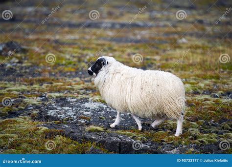 White Woolly Sheep In Iceland Stock Image Image Of Business Domestic