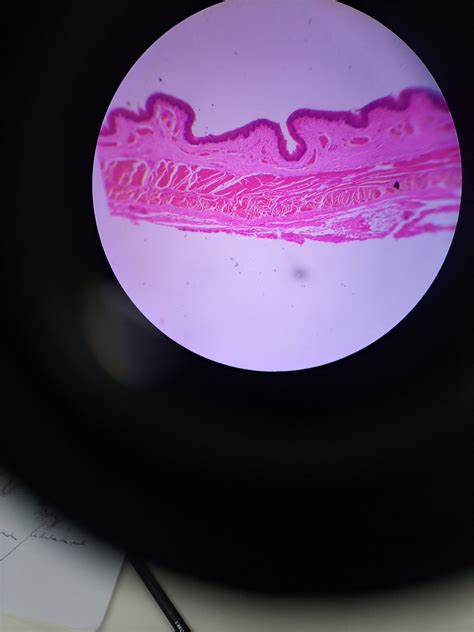 trick on Twitter: "lab de microscopia (histologia animal) epitélio ciliar (revestimento tuba