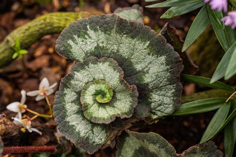Premium Photo A Plant With A Spiral Pattern Of Leaves And A Spiral