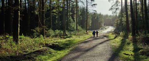 Dartmoor Forest Trees Wallpapers - Wallpaper Cave