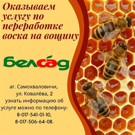 Официальный сайт РУП "Институт плодоводства". Купить саженцы