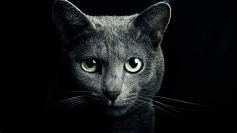Russian Blue 4K - Wallpics.Net - Wallpapers, Photos, Pictures, Backgrounds