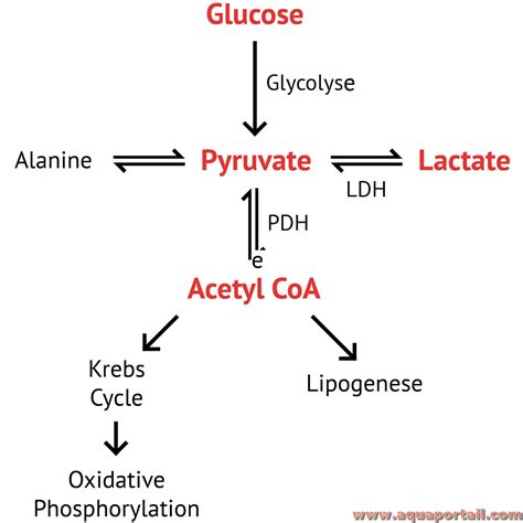 Lactate déshydrogénase définition et explications