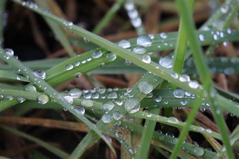 Waterdrop Raindrop Meadow Blade Of - Free photo on Pixabay - Pixabay