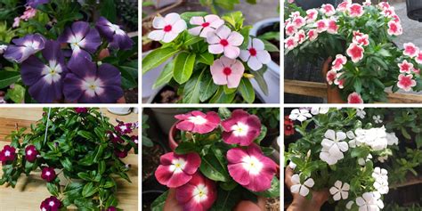 5 Types Of Vinca Pictorial Guide