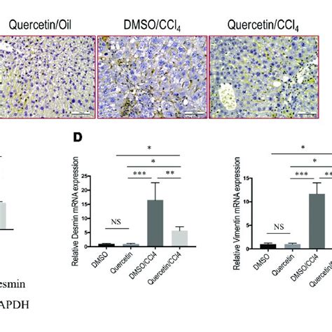 Quercetin Inhibited Hepatic Stellate Cells Hscs Activation In Ccl Download Scientific