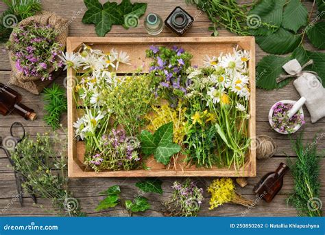 Caja De Madera Llena De Racimos De Hierbas Medicinales Plantas Secas