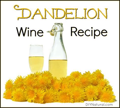 Dandelion Wine Recipe: How to Make Dandelion Wine & Vinegar at Home