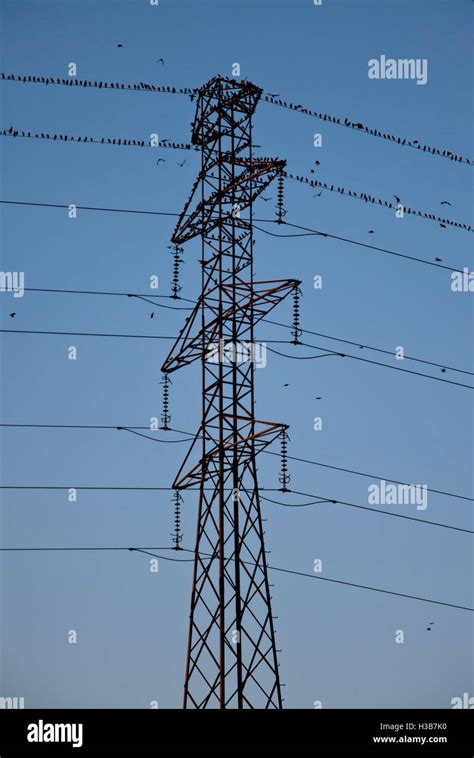 Some Small Birds Sitting On High Tension Wires Stock Photo Alamy