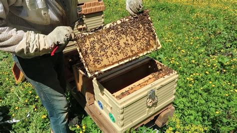 Installing Bee Nucs My New Way Of Beekeeping Youtube