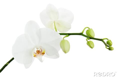 Fototapete Orchidee Weiße und heller Hintergrund nach Maß myredro de