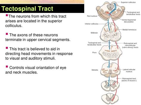 Ppt Ascending Tracts Of The Spinal Cord Powerpoint Presentation Id