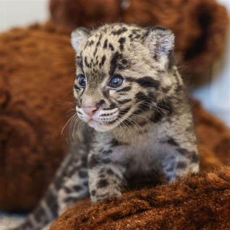 Clouded Leopard Cub Involves Nashville Zoo - animalonly.com