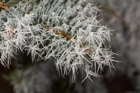 Premium Photo | Blue spruce in frost. winter magic.