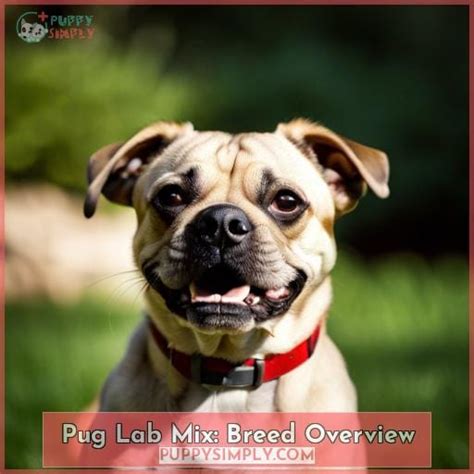 Pug Lab Mix: Pugador - the Playful Pup That Steals Hearts