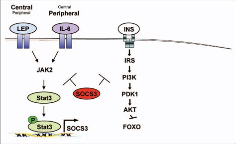 Mechanisms of chronic JAK-STAT3-SOCS3 signaling in obesity | Semantic