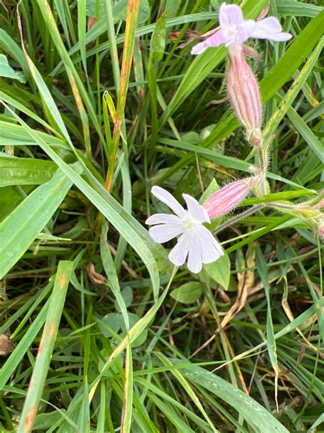 Photo White Campion Silene Latifolia Observation Org