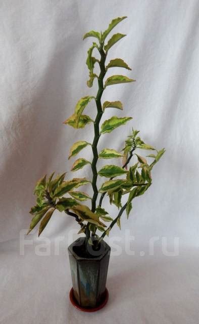 Педилантус титималоидный, в наличии во Владивостоке