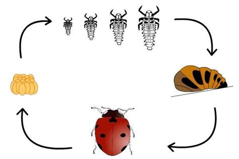 Cycle De Vie Des Coccinelles