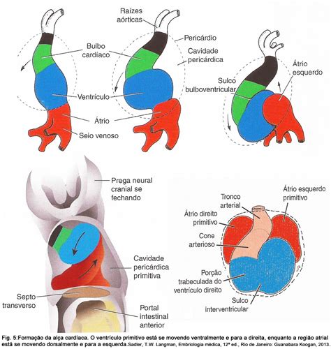 O Desenvolvimento Cardíaco E Vascular Começa Precocemente Durante A