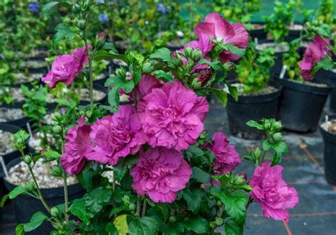 Rose Of Sharon Ultimate Growing Care Guide Proven Winners Rose