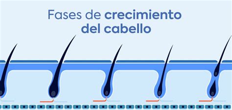 Fases De Crecimiento Del Cabello