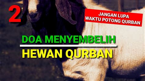 Bacaan Doa Menyembelih Hewan Qurban Bahasa Arab Latin Dan Artinya Hot