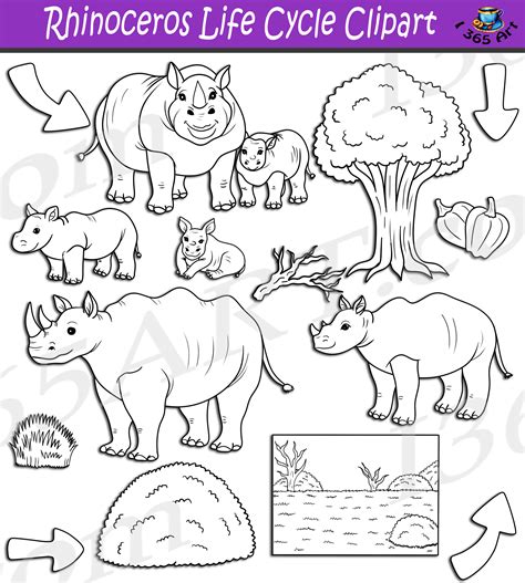 Rhinoceros Life Cycle Clipart Set Download - Clipart 4 School