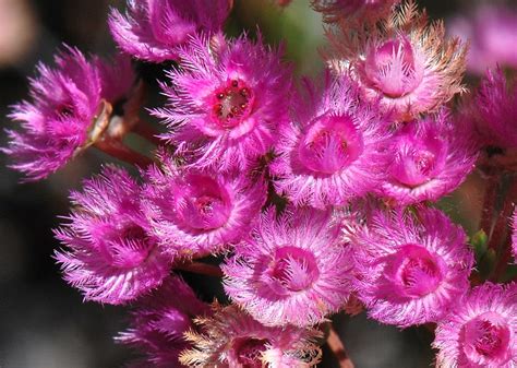 Time capsules: Australia's remarkable native seeds have an ancient and ...