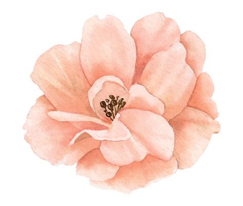 Watercolor Rose Flower In Pastel Pink And Peach Colors Hand Drawn