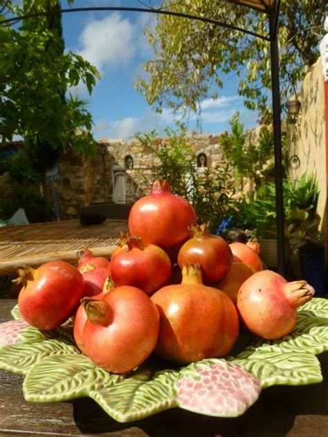 Pedras Plantas E Companhia Ii Outubro