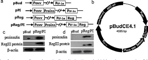 Figure From Intramuscular Delivery Of A Naked Dna Plasmid Encoding Proinsulin And Pancreatic