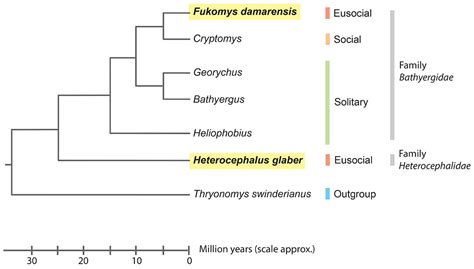 Not Just A Cousin Of The Naked Mole Rat Damaraland Mole Rats Offer Unique Insights Into