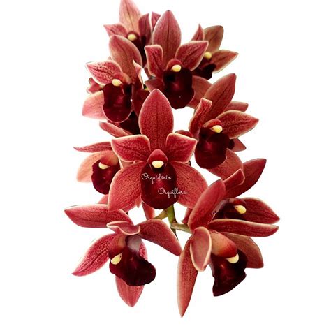 Orquídea Cymbidium Pendente Dorothy Stockstill Planta Adulta Submarino