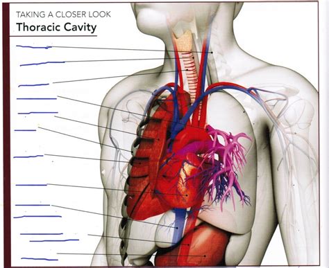 Thoracic Cavity Diagram Quizlet