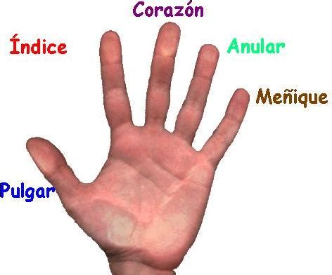 recursos  actividades  educacion infantil los nombres de los dedos