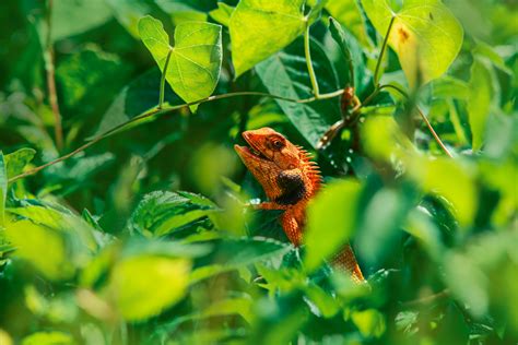 herpetology      herpetology stock