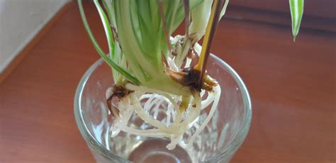 Are these spider plant shoots ready for soil or should I keep them in