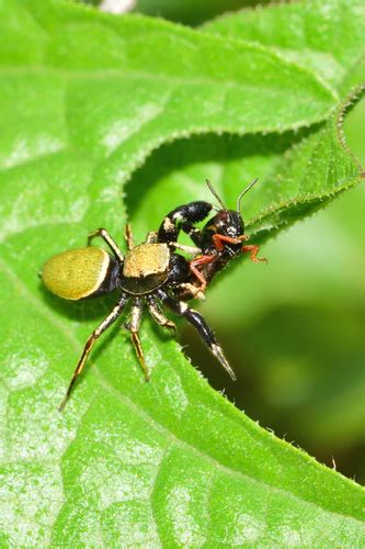 sassacus barbipes inaturalist united kingdom